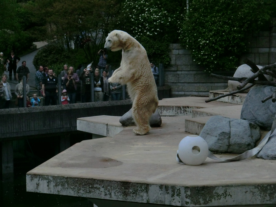 Eisbär LARS am 29. April 2012 im Zoologischen Garten Wuppertal