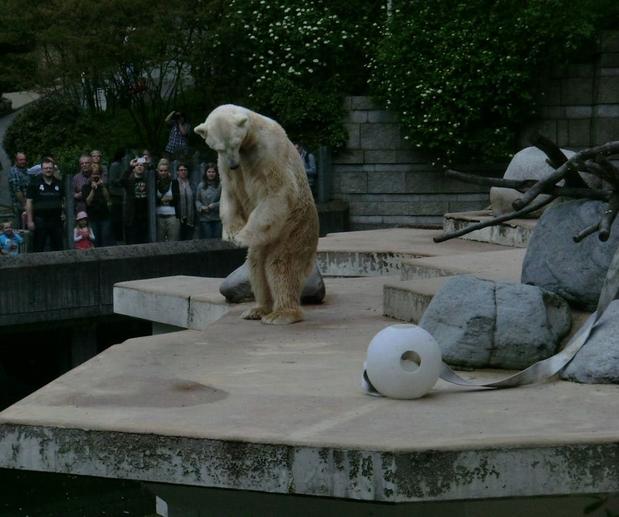 Eisbär LARS am 29. April 2012 im Zoo Wuppertal