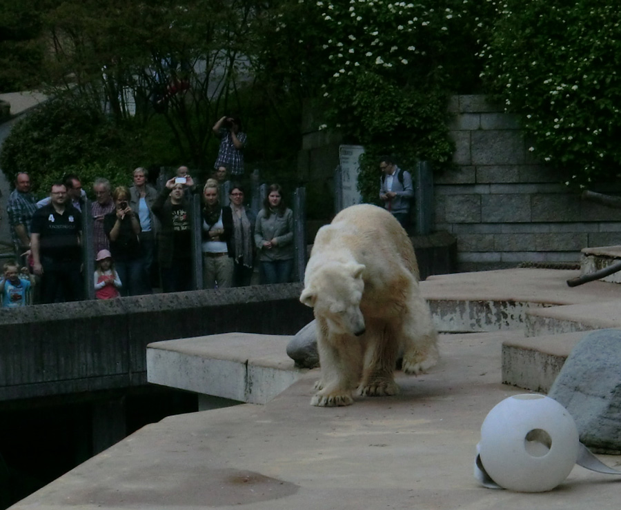 Eisbär LARS am 29. April 2012 im Wuppertaler Zoo