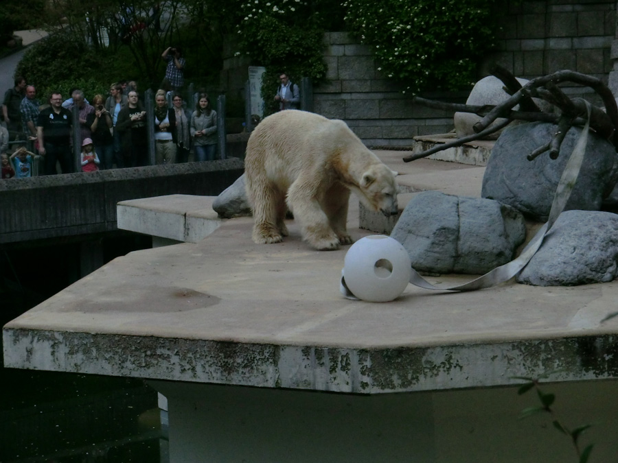 Eisbär LARS am 29. April 2012 im Wuppertaler Zoo