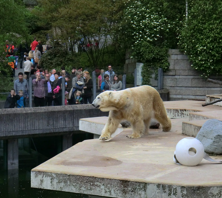 Eisbär LARS am 29. April 2012 im Zoologischen Garten Wuppertal