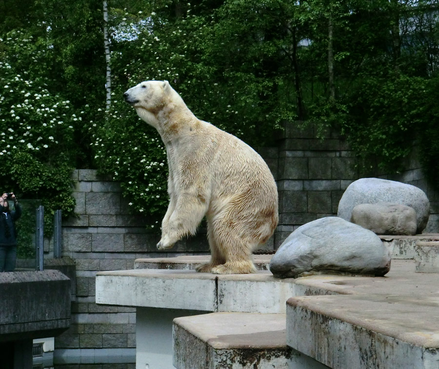 Eisbär LARS am 30. April 2012 im Zoo Wuppertal