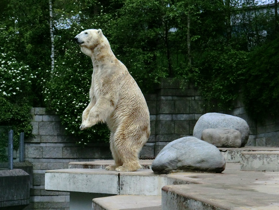 Eisbär LARS am 30. April 2012 im Zoologischen Garten Wuppertal