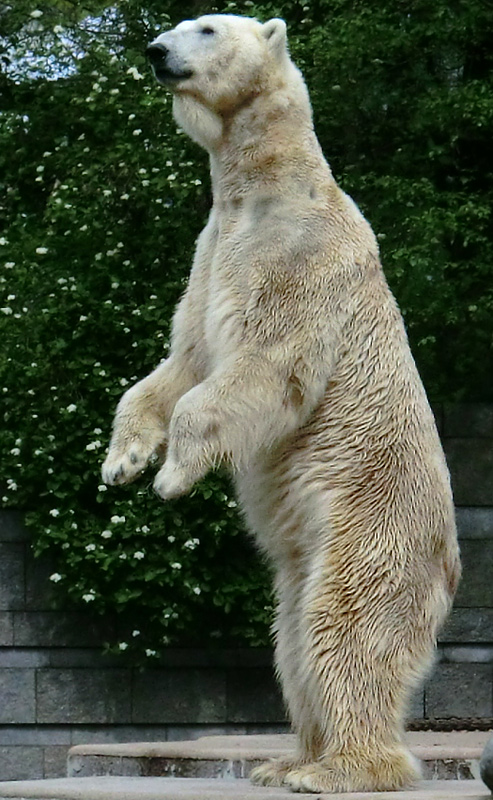 Eisbär LARS am 30. April 2012 im Wuppertaler Zoo