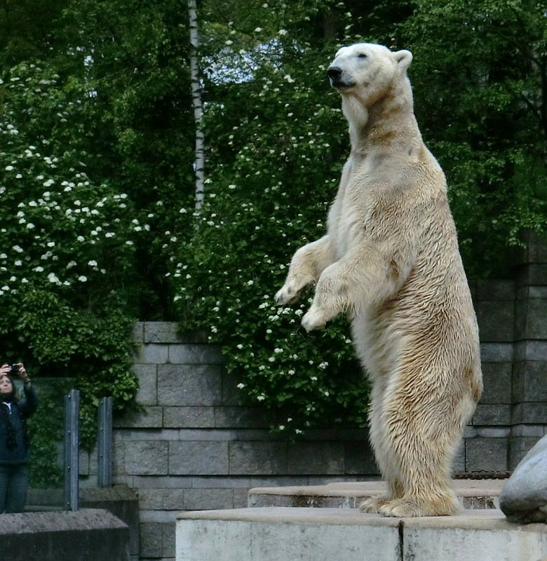 Eisbär LARS am 30. April 2012 im Zoo Wuppertal