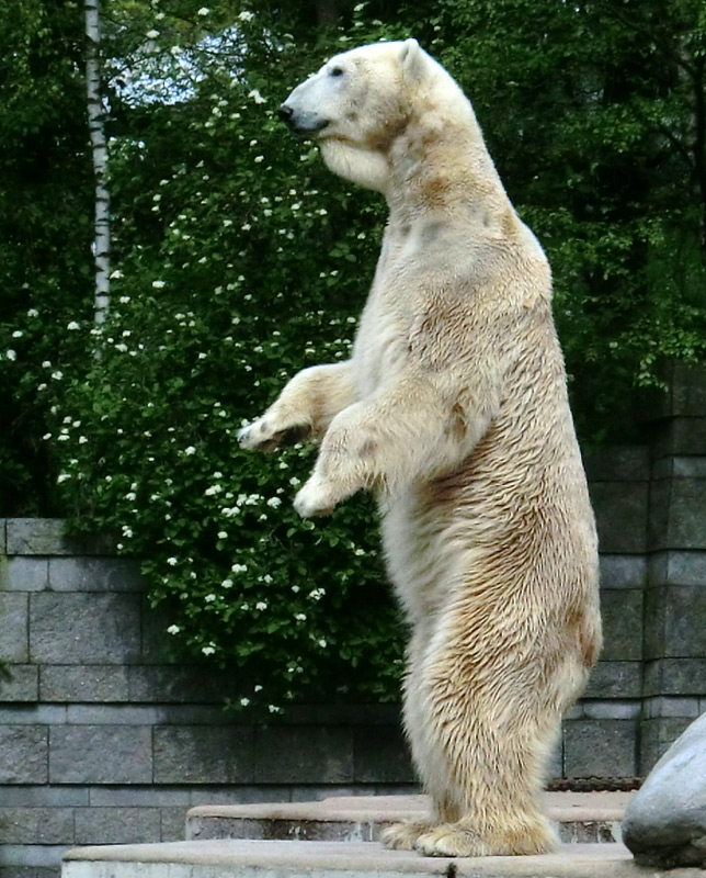 Eisbär LARS am 30. April 2012 im Zoologischen Garten Wuppertal