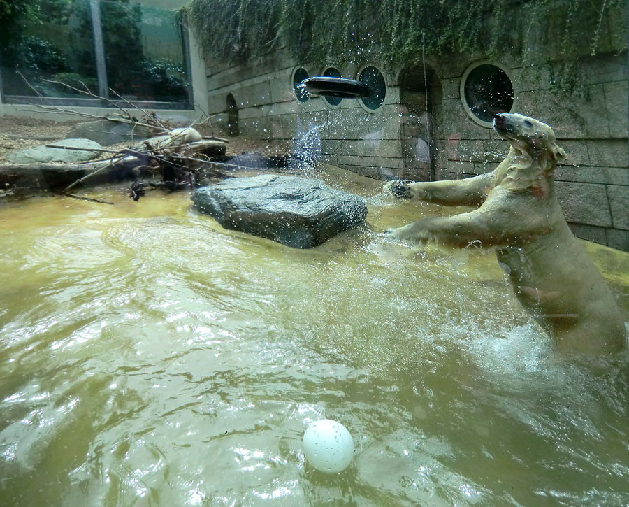 Eisbärin VILMA am 30. April 2012 im Zoo Wuppertal