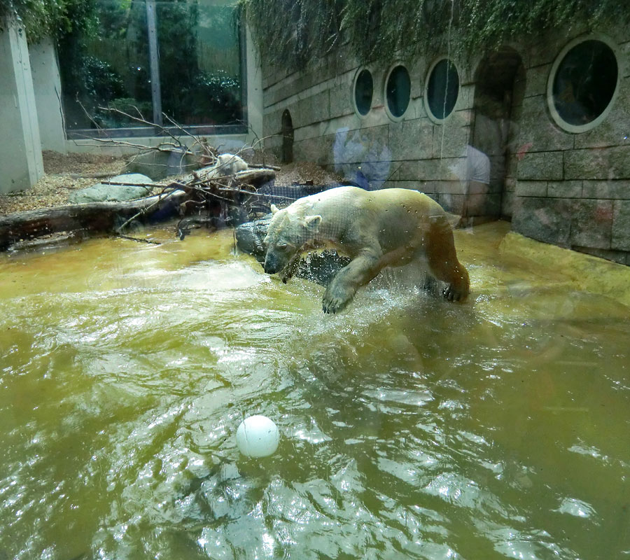 Eisbärin VILMA am 30. April 2012 im Zoologischen Garten Wuppertal