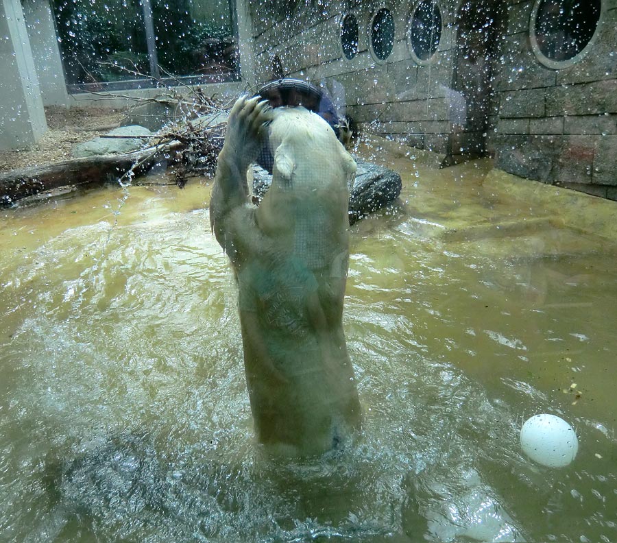 Eisbärin VILMA am 30. April 2012 im Zoo Wuppertal