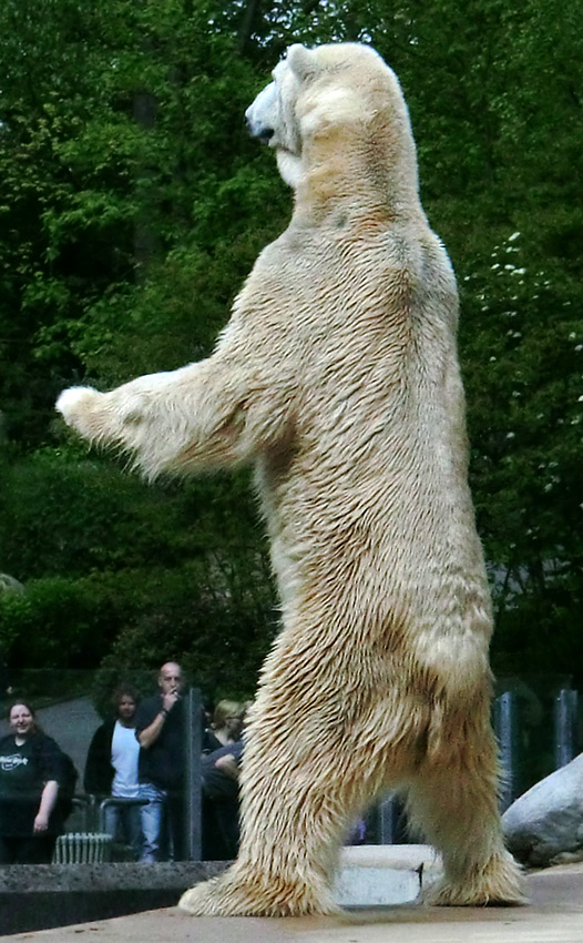 Großer Eisbär LARS am 1. Mai 2012 im Wuppertaler Zoo