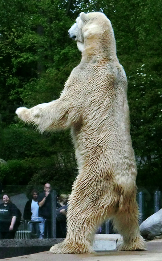 Großer Eisbär LARS am 1. Mai 2012 im Wuppertaler Zoo