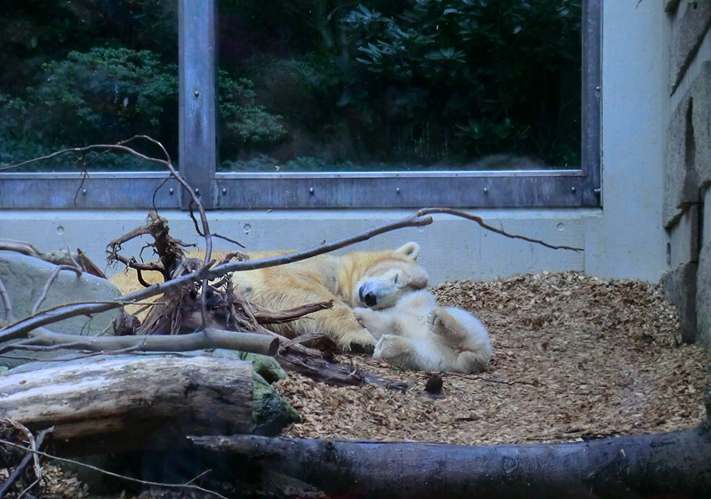 Eisbärin VILMA und Eisbärchen ANORI am 1. Mai 2012 im Wuppertaler Zoo