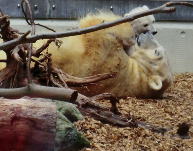 Eisbärin VILMA und Eisbärchen ANORI am 1. Mai 2012 im Zoo Wuppertal