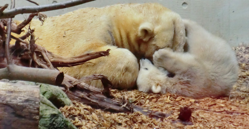 Eisbärin VILMA und Eisbärchen ANORI am 1. Mai 2012 im Zoologischen Garten Wuppertal