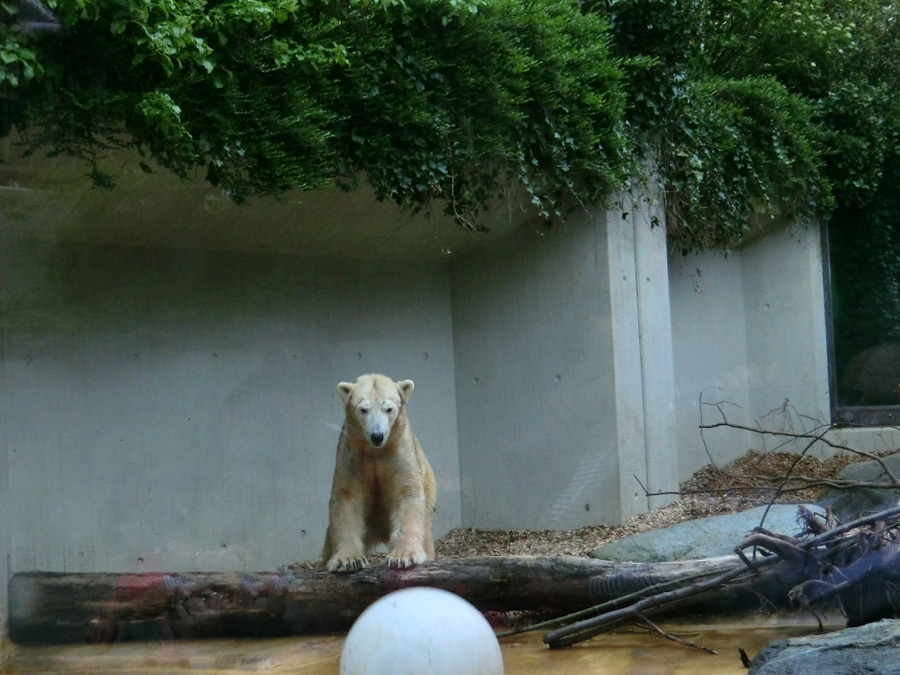 Eisbärin VILMA am 1. Mai 2012 im Wuppertaler Zoo