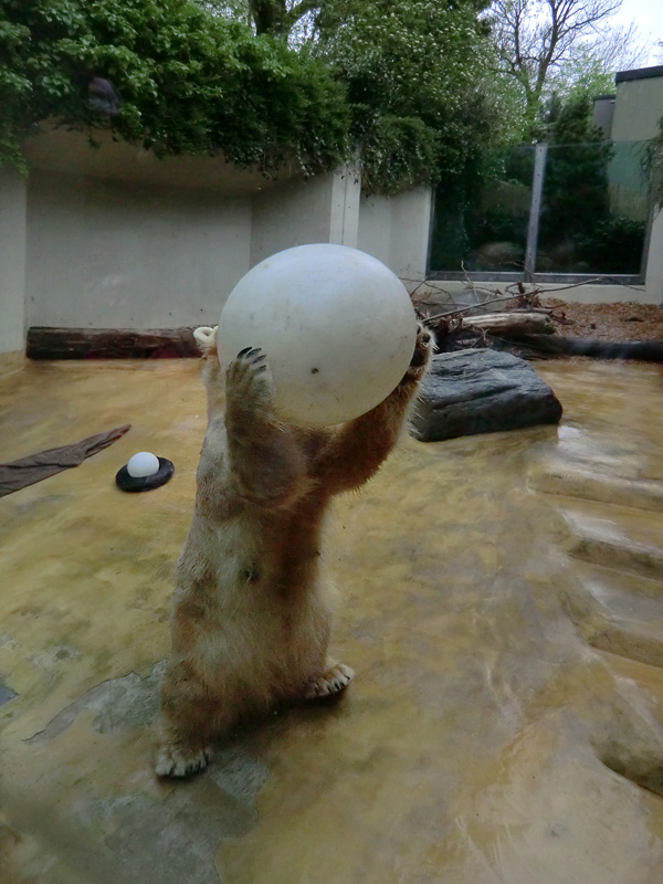 Eisbärin VILMA am 1. Mai 2012 im Wuppertaler Zoo