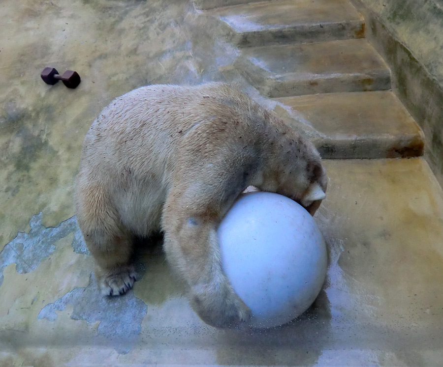 Eisbärin VILMA am 1. Mai 2012 im Zoologischen Garten Wuppertal