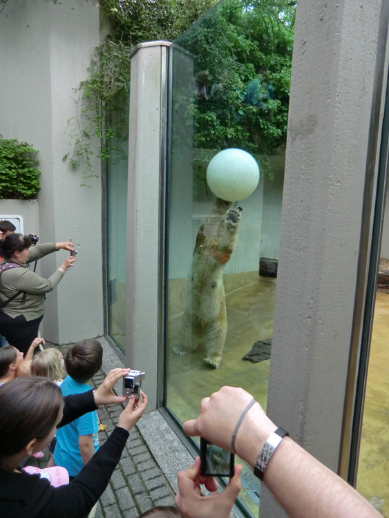 Eisbärin VILMA am 1. Mai 2012 im Zoo Wuppertal