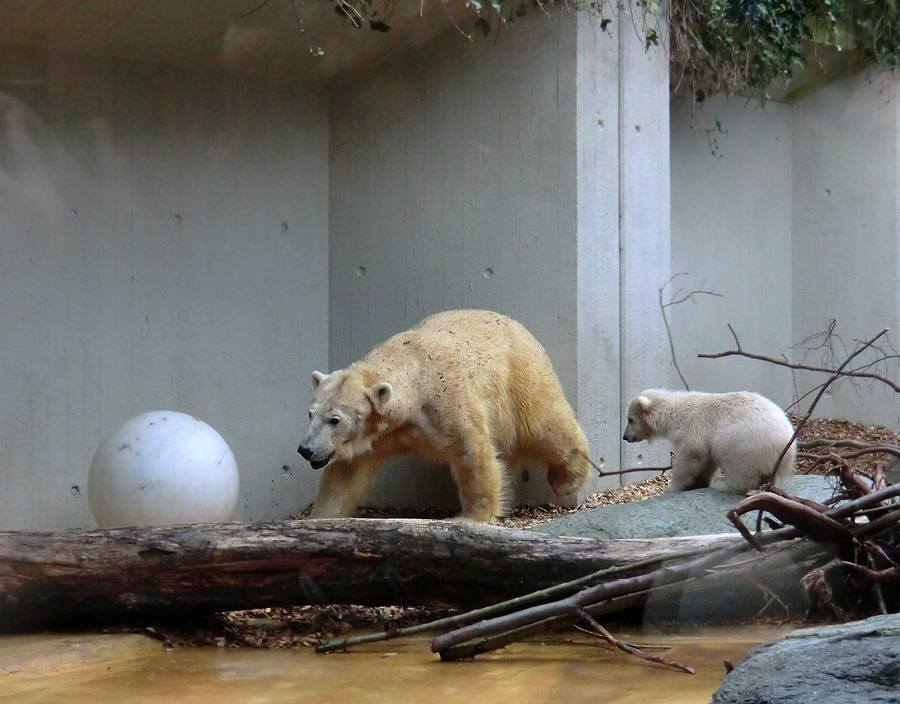 Eisbärin VILMA und Eisbärchen ANORI am 1. Mai 2012 im Wuppertaler Zoo