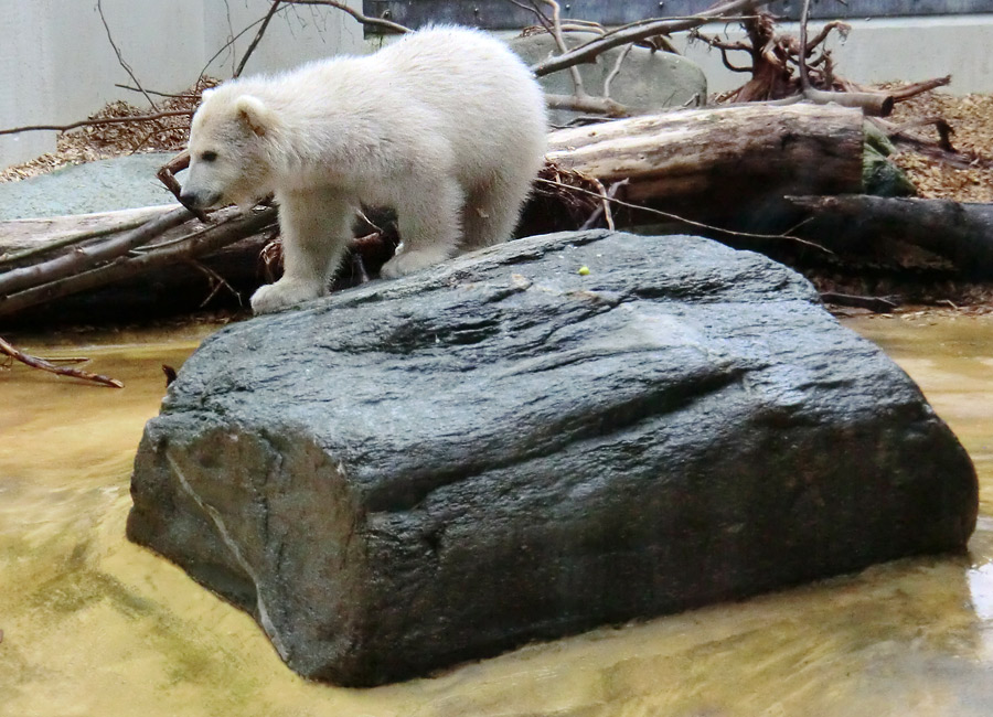 Eisbärchen ANORI am 1. Mai 2012 im Wuppertaler Zoo