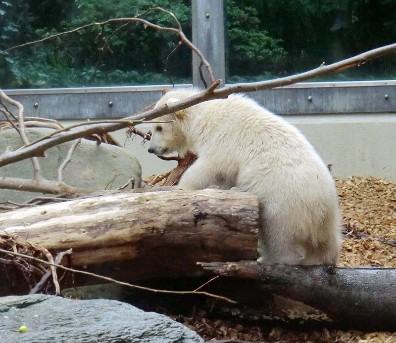 Eisbärchen ANORI am 1. Mai 2012 im Zoo Wuppertal