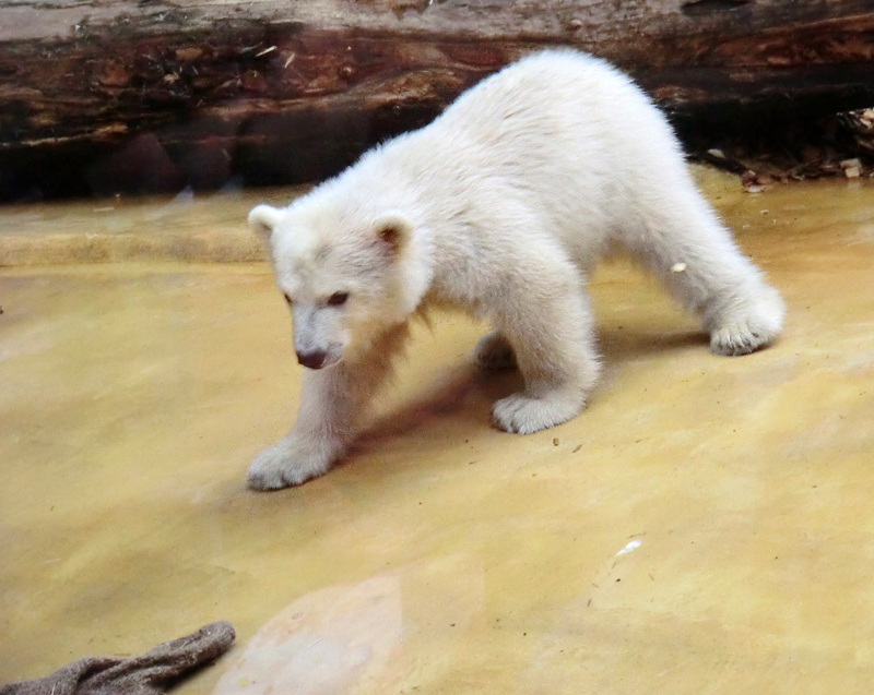 Eisbärchen ANORI am 1. Mai 2012 im Wuppertaler Zoo