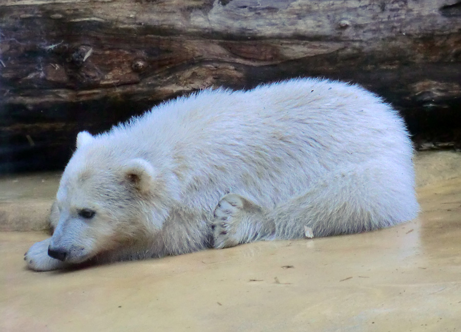 Eisbärchen ANORI am 1. Mai 2012 im Wuppertaler Zoo