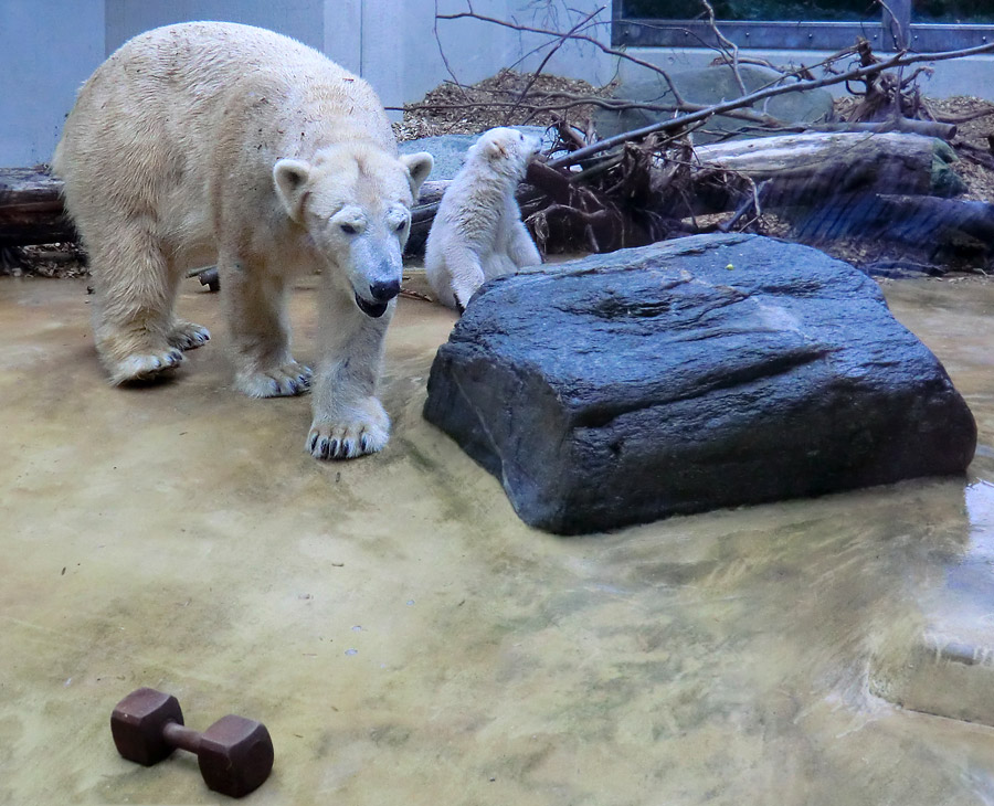 Eisbärin VILMA und Eisbärchen ANORI am 1. Mai 2012 im Zoo Wuppertal