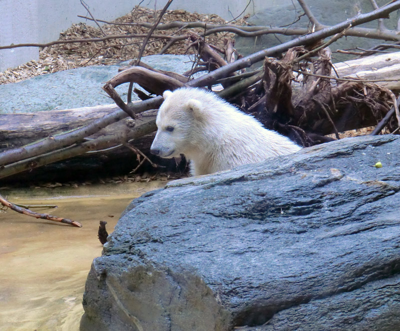 Eisbärchen ANORI am 1. Mai 2012 im Zoologischen Garten Wuppertal