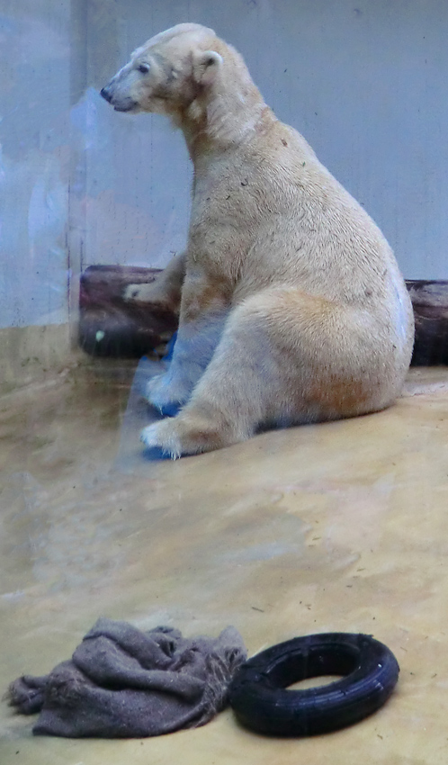 Eisbärin VILMA am 1. Mai 2012 im Wuppertaler Zoo