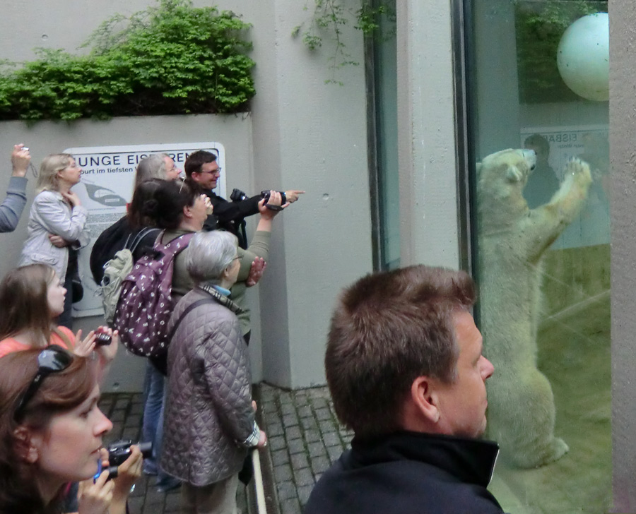 Eisbärin VILMA am 1. Mai 2012 im Zoologischen Garten Wuppertal