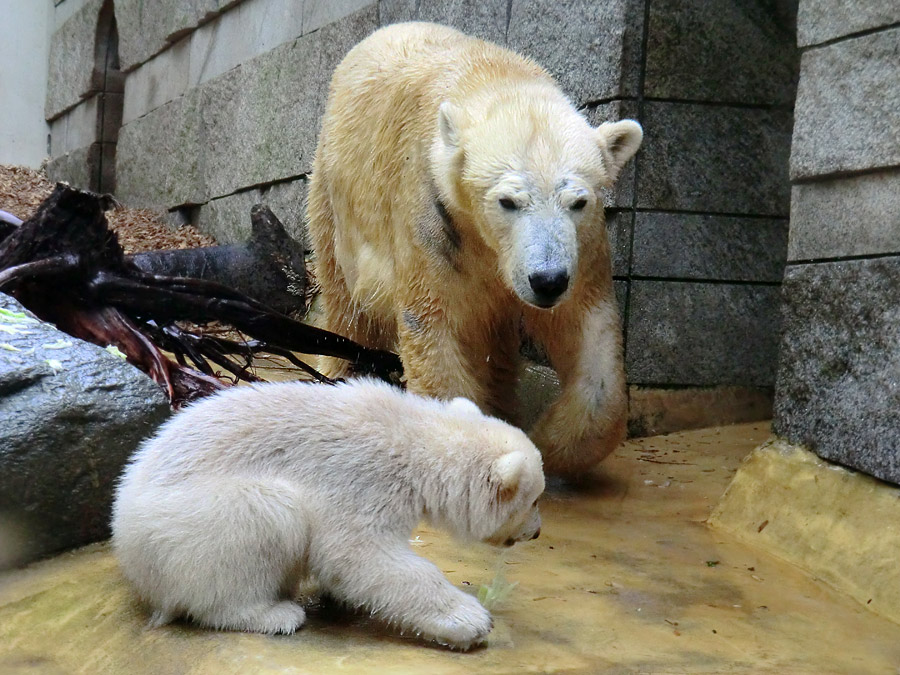 Eisbärchen ANORI und Eisbärin VILMA am 2. Mai 2012 im Zoologischen Garten Wuppertal