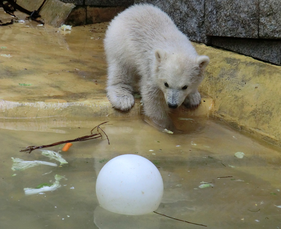 Eisbärchen ANORI am 2. Mai 2012 im Wuppertaler Zoo