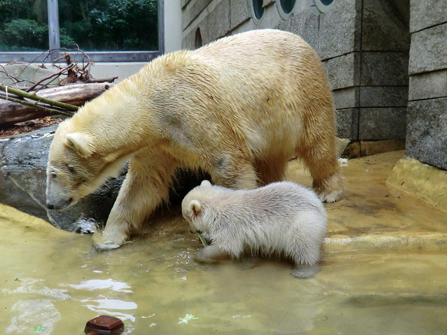 Eisbärchen ANORI und Eisbärin VILMA am 2. Mai 2012 im Zoologischen Garten Wuppertal