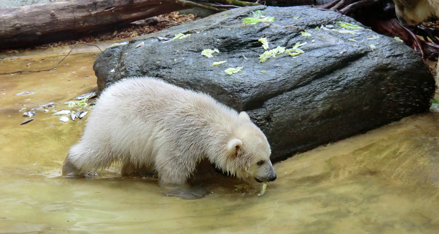 Eisbärchen ANORI am 2. Mai 2012 im Wuppertaler Zoo