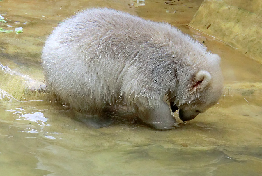 Eisbärchen ANORI am 2. Mai 2012 im Zoo Wuppertal