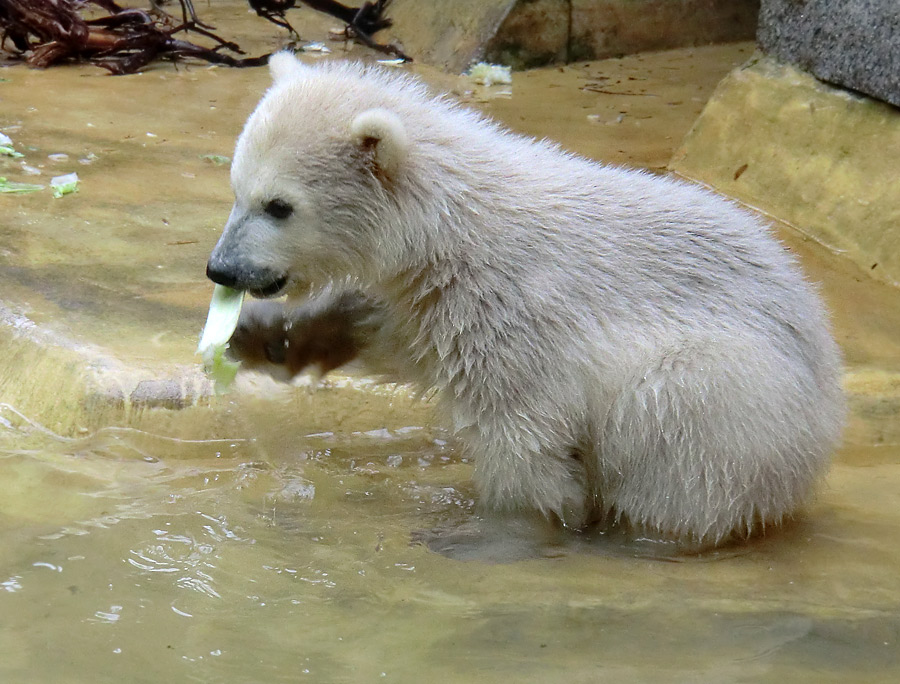 Eisbärchen ANORI am 2. Mai 2012 im Zoologischen Garten Wuppertal