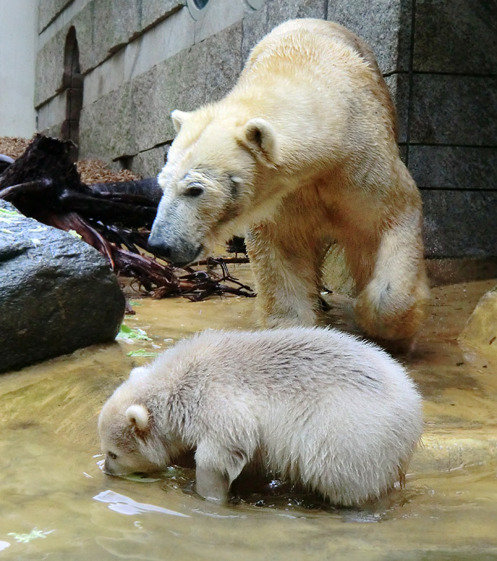 Eisbärchen ANORI und Eisbärin VILMA am 2. Mai 2012 im Wuppertaler Zoo