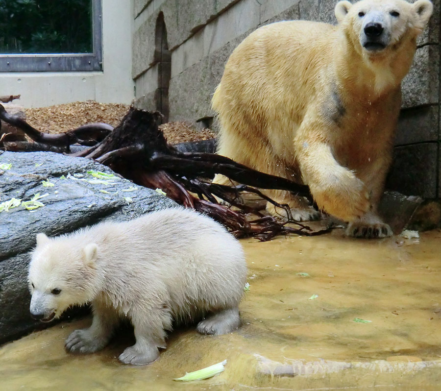 Eisbärchen ANORI und Eisbärin VILMA am 2. Mai 2012 im Zoo Wuppertal