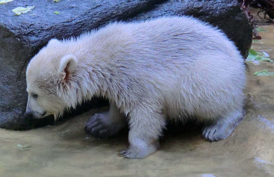 Eisbärchen ANORI am 2. Mai 2012 im Zoologischen Garten Wuppertal