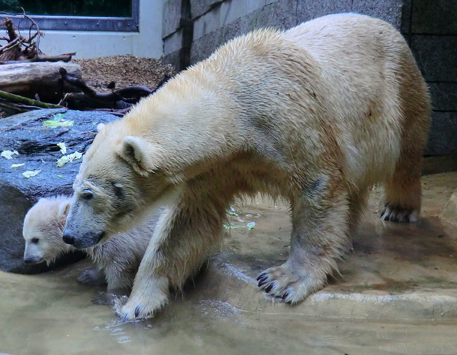 Eisbärchen ANORI und Eisbärin VILMA am 2. Mai 2012 im Wuppertaler Zoo