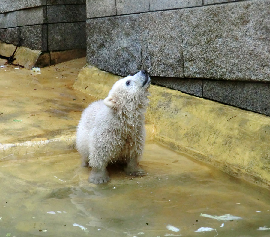 Eisbärchen ANORI am 2. Mai 2012 im Zoo Wuppertal