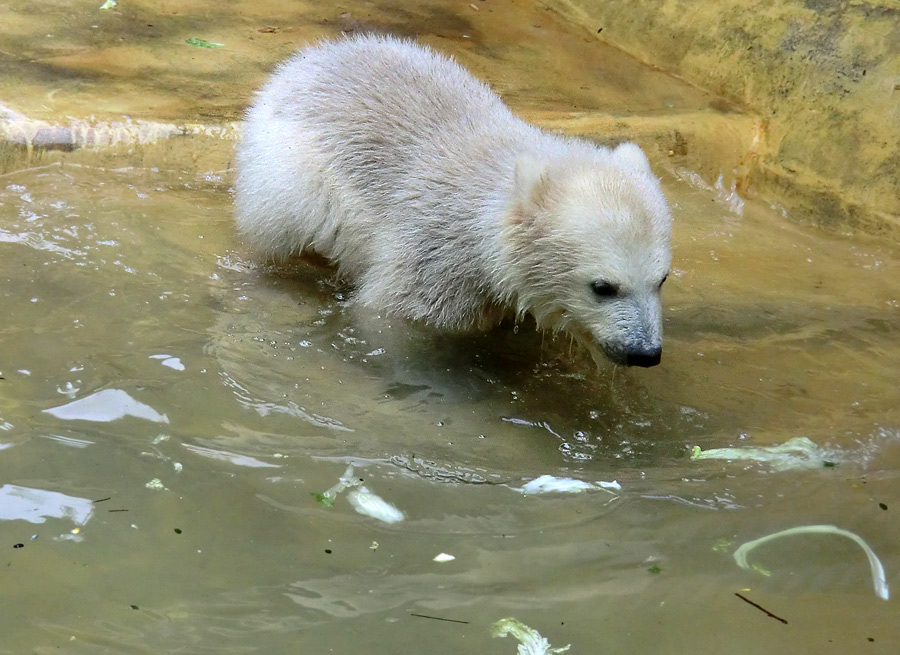 Eisbärchen ANORI am 2. Mai 2012 im Wuppertaler Zoo