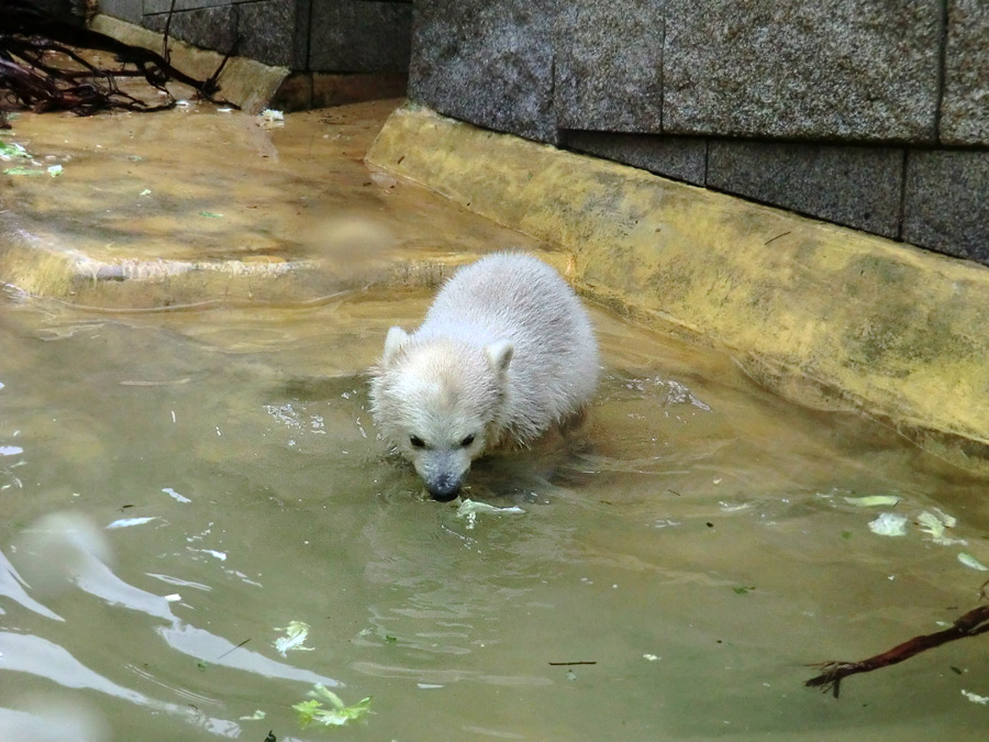 Eisbärchen ANORI am 2. Mai 2012 im Zoo Wuppertal