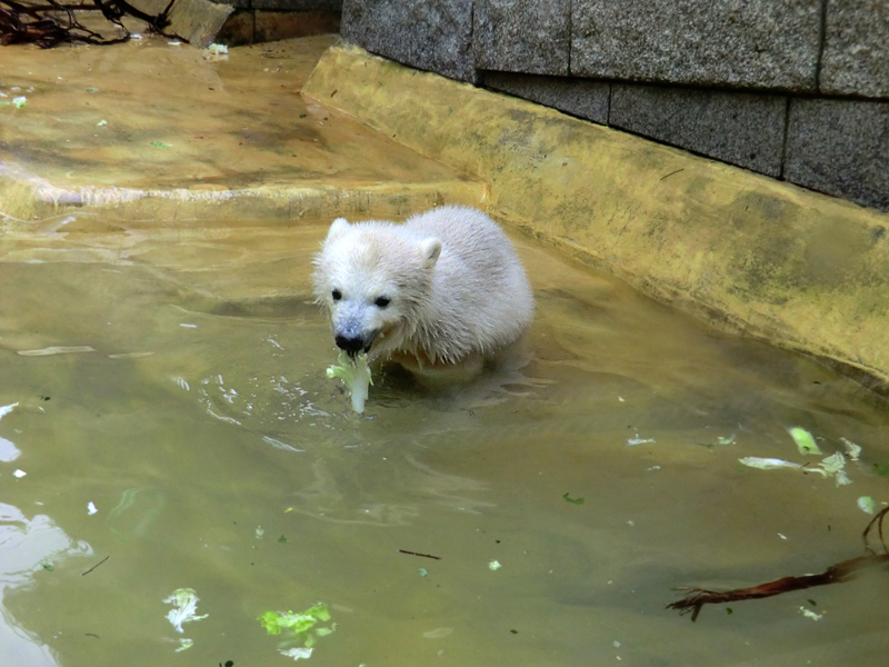 Eisbärchen ANORI am 2. Mai 2012 im Zoologischen Garten Wuppertal