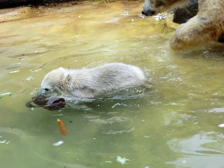 Eisbärchen ANORI am 2. Mai 2012 im Wuppertaler Zoo