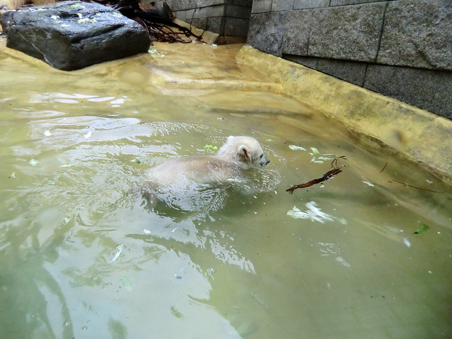 Eisbärchen ANORI am 2. Mai 2012 im Zoologischen Garten Wuppertal