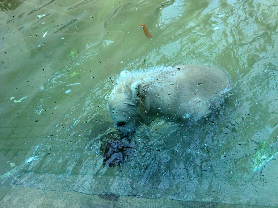 Eisbärchen ANORI am 2. Mai 2012 im Zoologischen Garten Wuppertal