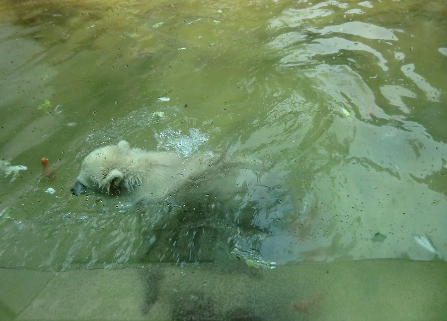 Eisbärchen ANORI am 2. Mai 2012 im Zoo Wuppertal