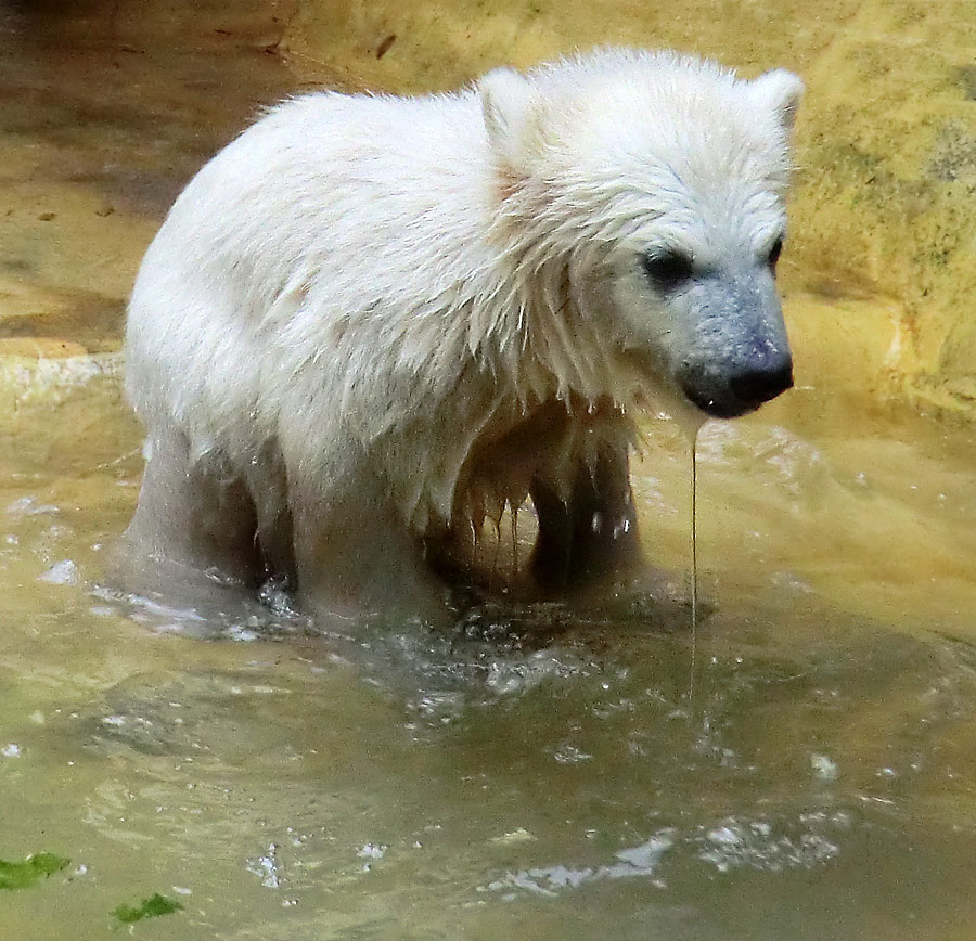 Eisbärchen ANORI am 2. Mai 2012 im Wuppertaler Zoo